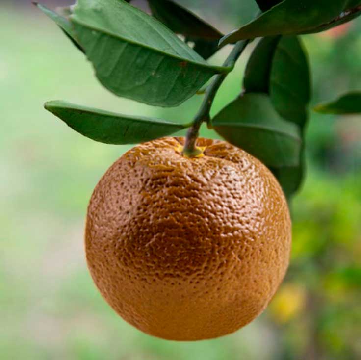 Fruto de Naranjo Navel Chocolate en maceta